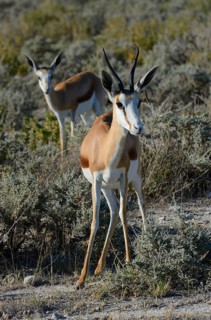Springboks (Antidorcas marsupialis)