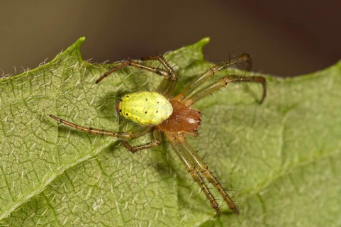 Cucumber Green Orb Spider (Araniella cucurbitina)