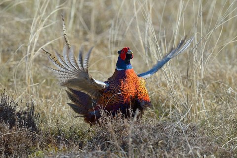 Common Pheasant (Phasianus colchicus)