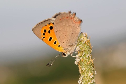 Small Copper (Lycaena phlaeas) basking on a grass flower