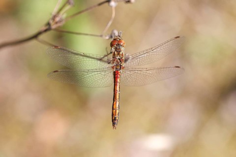 Vagrant Darter (Sympetrum vulgatum)