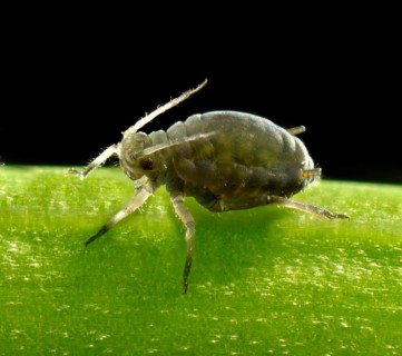 Adult Black Bean Aphid (Aphis fabae)