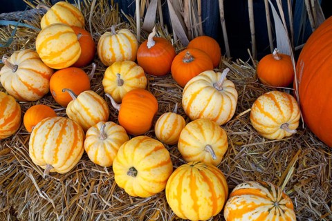 Pumpkins