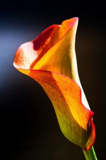 Orange-red flower of a Calla or Calla Lily (Zantedeschia)