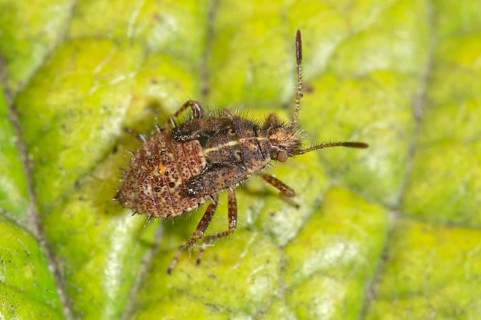 True Bug (Rhopalus subrufus)