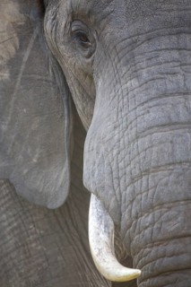 African elephant (Loxodonta africana)