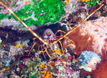 European spiny crayfish (Palinurus elephas)
