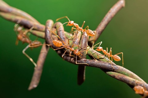 Asian Weaver Ants (Oecophylla smaragdina) on barbed wire
