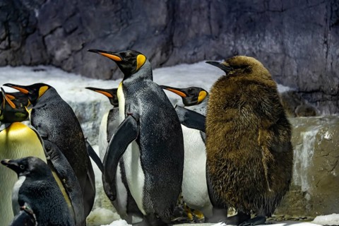 Emperor penguins (Aptenodytes forsteri) with young animal