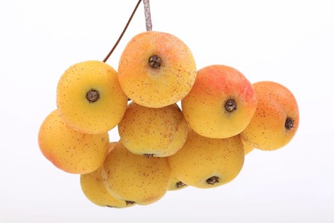 Fruits of a service tree (Sorbus domestica)
