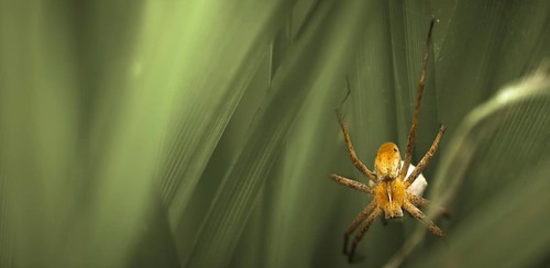 Nursery-web Spider (Pisaura mirabilis) with an egg sac
