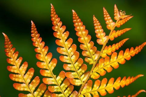 Autumn Fern