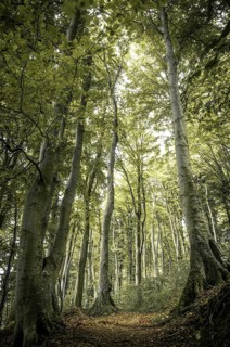 Ancient Beech (Fagus) along the lower shore path from Lohme to Koenigstuhl