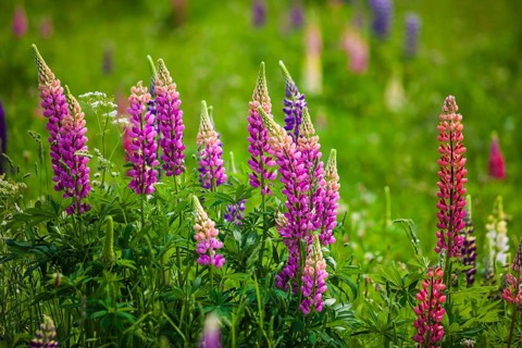 Narrow-leaved lupins (Lupinus angustifolius)