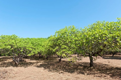 Cashew (Anacardium occidentale) trees on a plantation