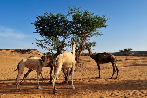 Dromedaries feeding on an acacia tree