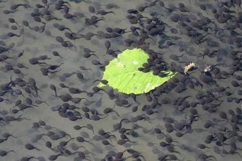 Tadpoles of the Common Toad (Bufo bufo)
