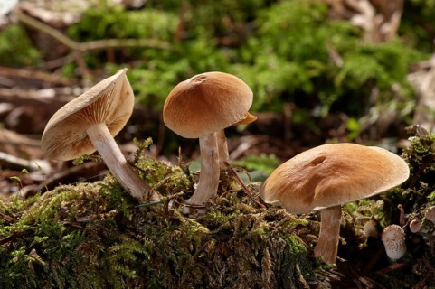 Freckled Flame-cap (Gymnopilus penetrans)