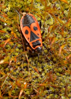 Common Fire Bug (Pyrrhocoris apterus) on moss