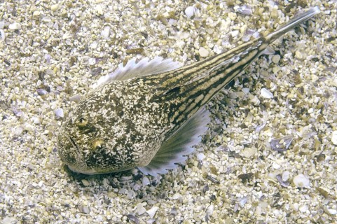 Atlantic Stargazer (Uranoscopus scaber)