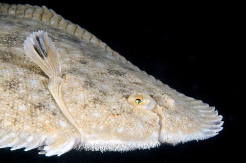 Snouted Sole (Pegusa nasuta)