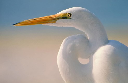 Great Egret (casmerodius albus