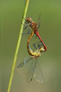 Swamp darters (Sympetrum depressiusculum) mating