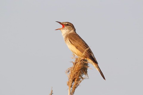 Reed Warbler (Acrocephalus arundinaceus)
