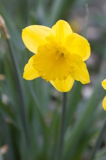 Yellow Daffodil (Narcissus pseudonarcissus)
