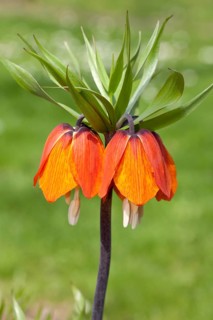 Crown Imperial Fritillary