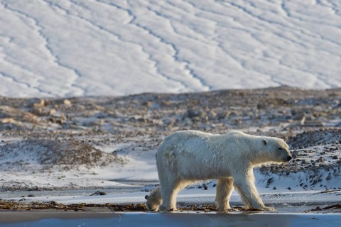 Polar Bear (Ursus maritimus)