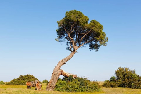 Pine tree on the beach of Olympos