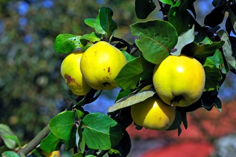 Pear Quince (Cydonia oblonga var.) on the tree