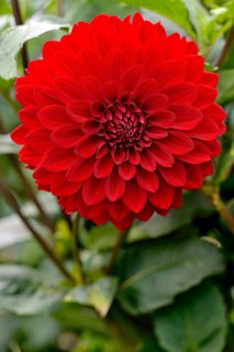 Dahlia (Dahlia)