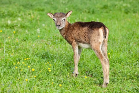 European Mouflon (Ovis ammon Musimon)