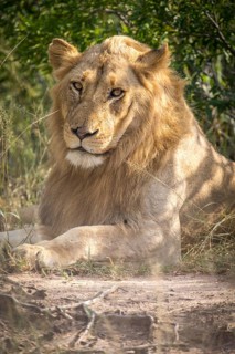 African Lion (Panthera leo)