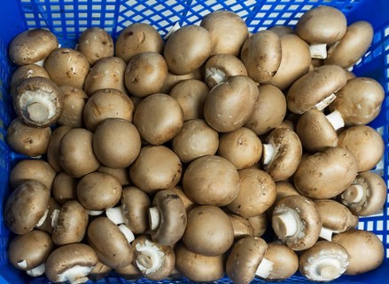 Fresh Common mushrooms (Agaricus bisporus) in a basket