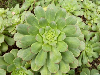 Rosette of Aeonium