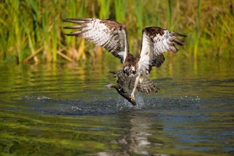 Osprey (Pandion haliaetus) taking flight after a successful hunt with Rainbow Trout (Oncorhynchus mykiss) as prey