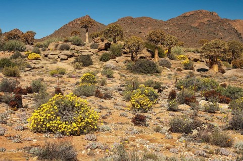 Vegetation in the Goegap Nature Reserve