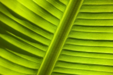 Banana (Musa sp.)