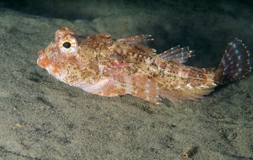 Antlered sculpin (Enophrys diceraus)