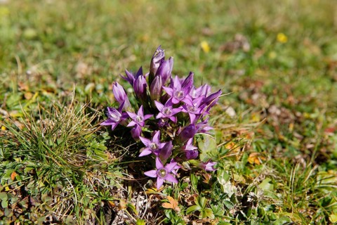 Chiltern gentian (Gentianella germanica)