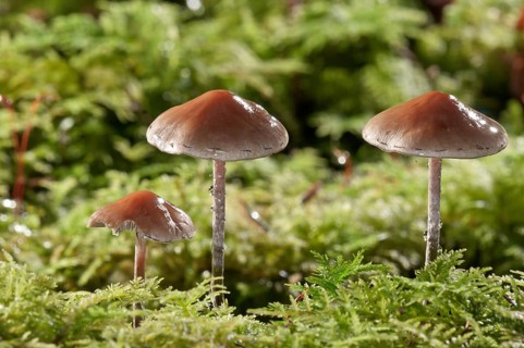 Snakeskin Brownie (Hypholoma marginatum)
