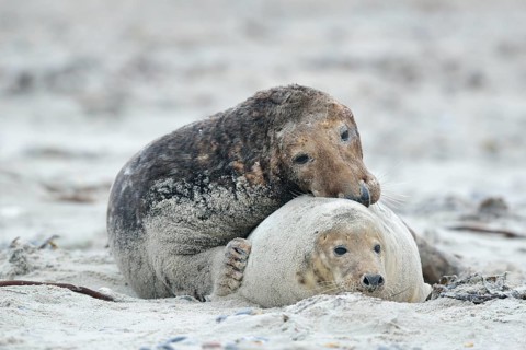 Grey seals (Halichoerus grypus) on the beach
