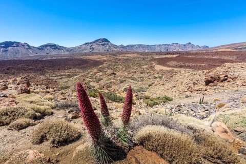 Red flowering Tower of Jewels or Tenerife Bugloss (Echium wildpretii) in the Parque Nacional de las Canadas del Teide