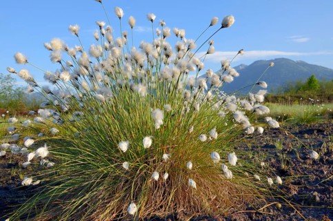 Cottongrass (Eriophorum sp.)
