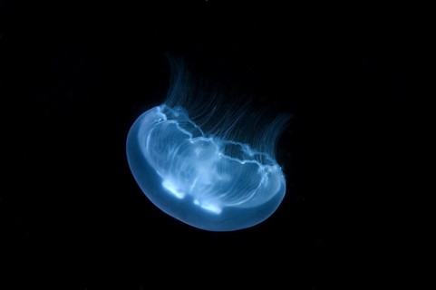 Moon Jelly (Aurelia aurita)