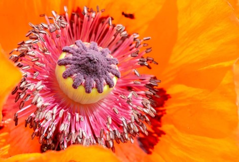 Oriental Poppy (Papaver orientale)