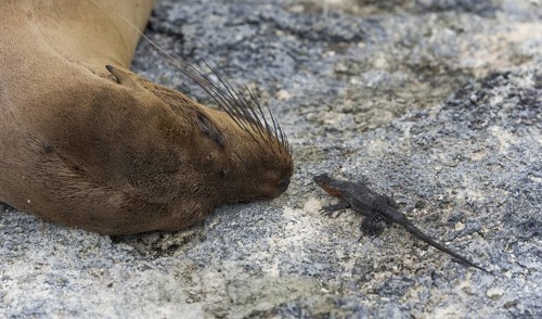 Galapagos Sea Lion (Zalophus wollebaeki) and a Galapagos Lava Lizard (Microlophus albemarlensis)